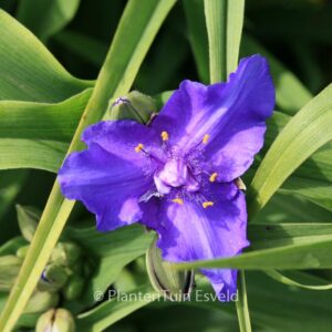 Tradescantia andersoniana 'Zwanenburg Blue'