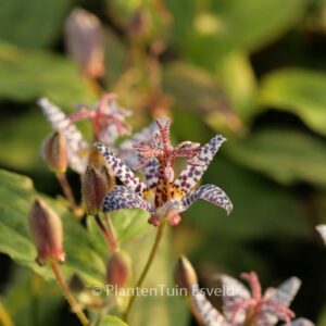 Tricyrtis hirta 'Miyazaki'