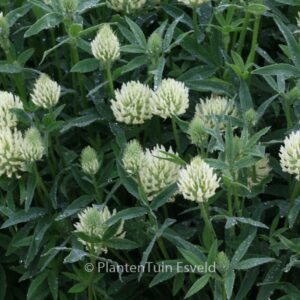 Trifolium ochroleucon