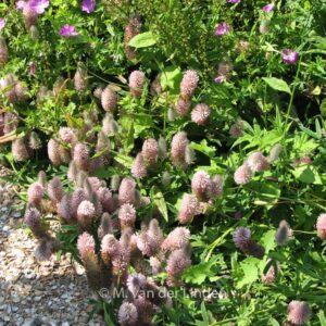 Trifolium repens 'Peach Pink'