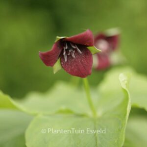 Trillium sulcatum