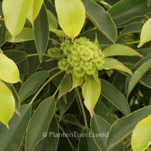 Trochodendron aralioides