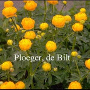 Trollius 'Prichard's Giant'