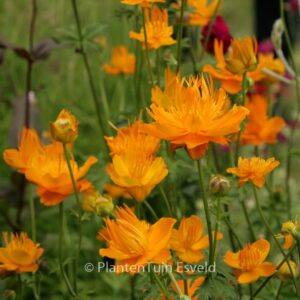 Trollius chinensis 'Golden Queen'