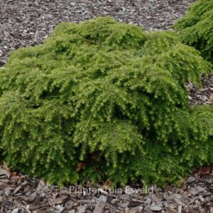 Tsuga canadensis 'Jeddeloh'