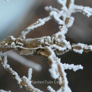 Ulmus minor var. suberosa