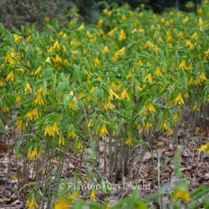 Uvularia grandiflora