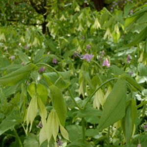 Uvularia grandiflora 'Pallida'