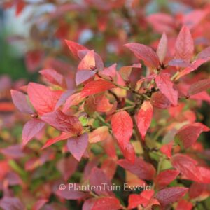 Vaccinium angustifolium 'Tophat'