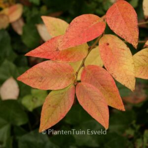 Vaccinium caesariense