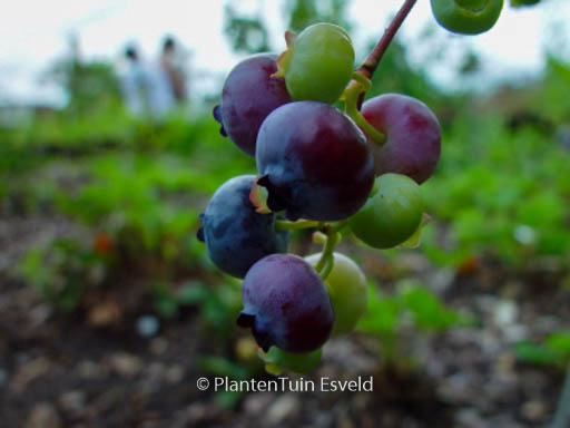 Vaccinium corymbosum 'Bluecrop'