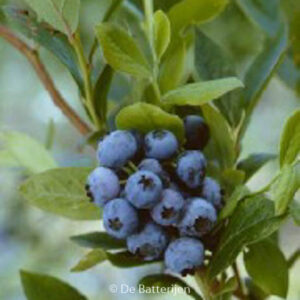 Vaccinium corymbosum 'Goldtraube'