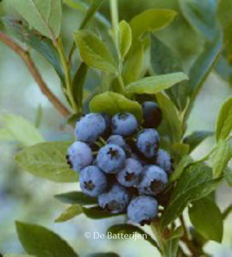 Vaccinium corymbosum 'Goldtraube'
