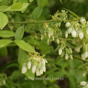 Vaccinium corymbosum 'Jersey'