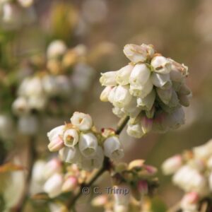 Vaccinium corymbosum 'Northland'
