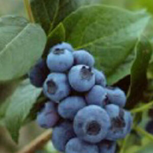 Vaccinium corymbosum 'Patriot'