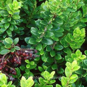 Vaccinium dendrocharis