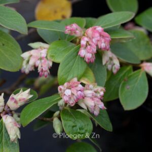 Vaccinium glauco-album