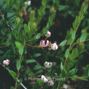 Vaccinium macrocarpon 'Early Black'
