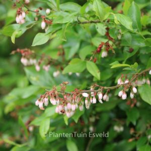 Vaccinium virgatum