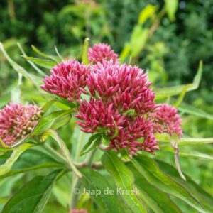Valeriana officinalis