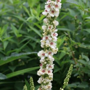 Verbascum chaixii 'Album'