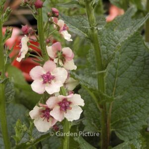Verbascum phoeniceum