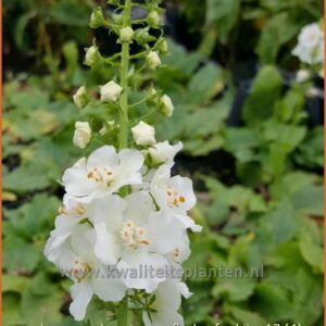 Verbascum phoeniceum 'Flush of White'