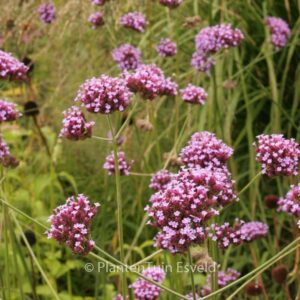 Verbena bonariensis