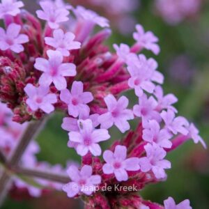 Verbena bonariensis 'Lollipop'