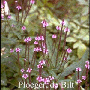 Verbena hastata 'Rosea'