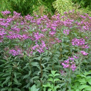 Vernonia crinita 'Mammuth'