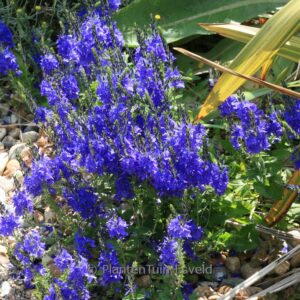 Veronica austriaca 'Kapit&auml;n'