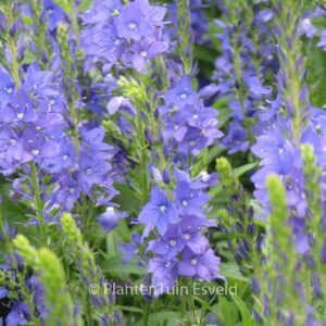 Veronica austriaca 'Knallblau'