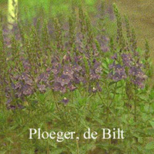 Veronica austriaca 'Shirley Blue'