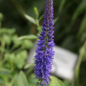 Veronica longifolia 'Blauriesin'