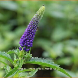 Veronica longifolia 'Dark Maetje'
