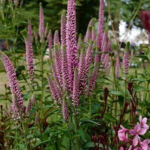 Veronica longifolia 'First Kiss'