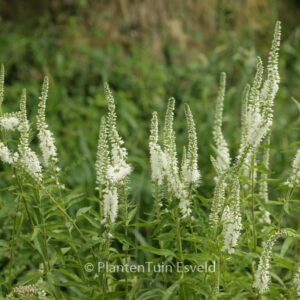 Veronica longifolia 'Schneeriesin'