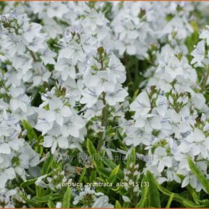 Veronica prostrata 'Alba'