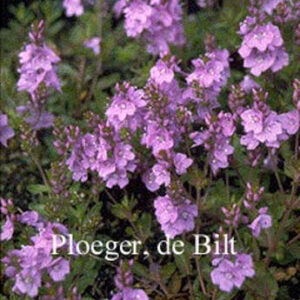 Veronica prostrata 'Mrs. Holt'