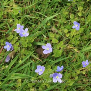 Veronica repens