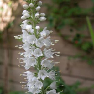 Veronica spicata 'Icicle'