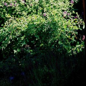 Veronica spicata 'Rotfuchs'