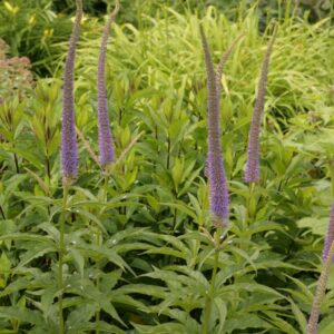 Veronicastrum sibiricum 'Kobaltkaars'