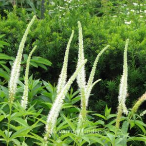 Veronicastrum virginicum 'Album'