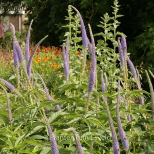 Veronicastrum virginicum 'Apollo'