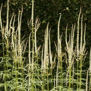 Veronicastrum virginicum 'Diana'