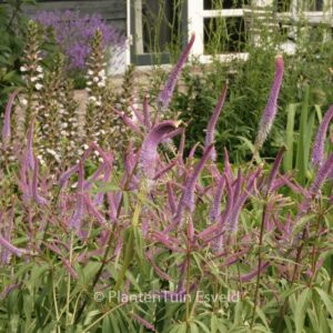 Veronicastrum virginicum 'Fascination'