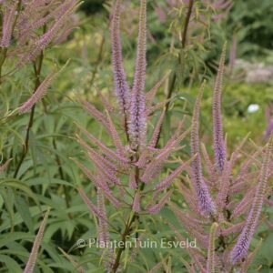 Veronicastrum virginicum 'Lavendelturm'